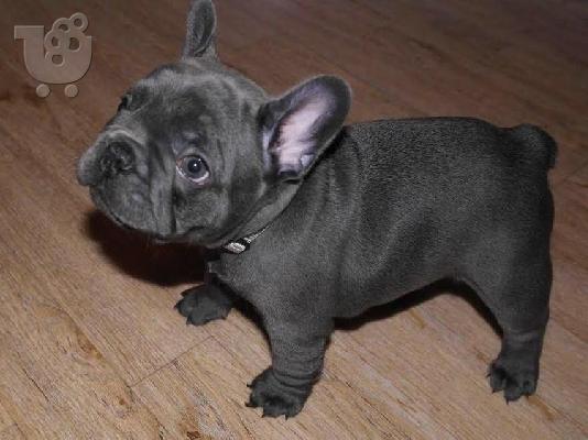 όμορφο γαλλικόBulldog έτοιμο για το νέο σπίτι τους